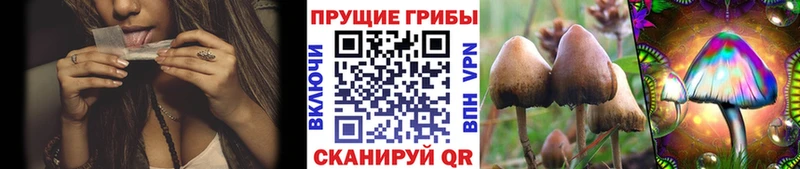 купить наркотик  Кудрово  MEGA вход  Галлюциногенные грибы Psilocybine cubensis 